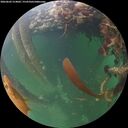 ./images/calvert/underwater/20260602/underwater20260602_214002M.jpg