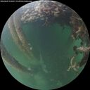 ./images/calvert/underwater/20260602/underwater20260602_215001M.jpg
