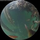 ./images/calvert/underwater/20260602/underwater20260602_215501M.jpg