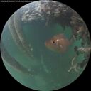 ./images/calvert/underwater/20260602/underwater20260602_220001M.jpg
