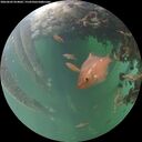 ./images/calvert/underwater/20260603/underwater20260603_054001M.jpg