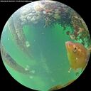 ./images/calvert/underwater/20260603/underwater20260603_065501M.jpg