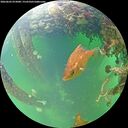 ./images/calvert/underwater/20260603/underwater20260603_073001M.jpg