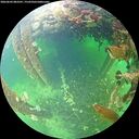 ./images/calvert/underwater/20260603/underwater20260603_083501M.jpg