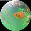 ./images/calvert/underwater/20260603/underwater20260603_172501M.jpg