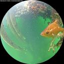 ./images/calvert/underwater/20260603/underwater20260603_173001M.jpg