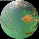 ./images/calvert/underwater/20260603/underwater20260603_182001M.jpg