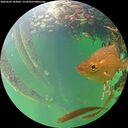 ./images/calvert/underwater/20260603/underwater20260603_183001M.jpg