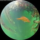 ./images/calvert/underwater/20260603/underwater20260603_184501M.jpg