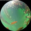 ./images/calvert/underwater/20260603/underwater20260603_193002M.jpg