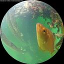 ./images/calvert/underwater/20260603/underwater20260603_194001M.jpg