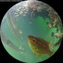 ./images/calvert/underwater/20260603/underwater20260603_205001M.jpg