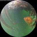 ./images/calvert/underwater/20260604/underwater20260604_054501M.jpg