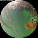 ./images/calvert/underwater/20260604/underwater20260604_055501M.jpg
