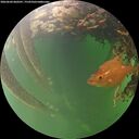./images/calvert/underwater/20260604/underwater20260604_060501M.jpg