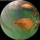 ./images/calvert/underwater/20260604/underwater20260604_063002M.jpg