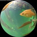 ./images/calvert/underwater/20260604/underwater20260604_065501M.jpg