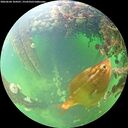 ./images/calvert/underwater/20260604/underwater20260604_104501M.jpg