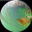 ./images/calvert/underwater/20260604/underwater20260604_172001M.jpg