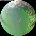 ./images/calvert/underwater/20260604/underwater20260604_192001M.jpg
