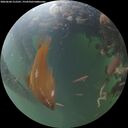 ./images/calvert/underwater/20260604/underwater20260604_212501M.jpg