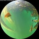 ./images/calvert/underwater/20260605/underwater20260605_200501M.jpg