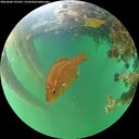 ./images/calvert/underwater/20260606/underwater20260606_195501M.jpg