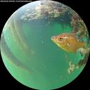 ./images/calvert/underwater/20260606/underwater20260606_205002M.jpg
