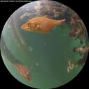 ./images/calvert/underwater/20260606/underwater20260606_215001M.jpg