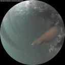 ./images/calvert/underwater/20260607/underwater20260607_045001M.jpg