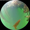 ./images/calvert/underwater/20260607/underwater20260607_200501M.jpg
