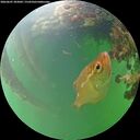 ./images/calvert/underwater/20260607/underwater20260607_203001M.jpg