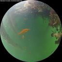 ./images/calvert/underwater/20260607/underwater20260607_211001M.jpg