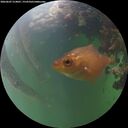 ./images/calvert/underwater/20260607/underwater20260607_214001M.jpg