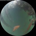./images/calvert/underwater/20260608/underwater20260608_050501M.jpg
