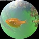 ./images/calvert/underwater/20260608/underwater20260608_091501M.jpg
