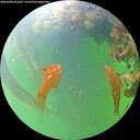 ./images/calvert/underwater/20260608/underwater20260608_093501M.jpg