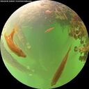 ./images/calvert/underwater/20260608/underwater20260608_104001M.jpg
