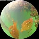 ./images/calvert/underwater/20260608/underwater20260608_104501M.jpg