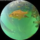 ./images/calvert/underwater/20260608/underwater20260608_110001M.jpg
