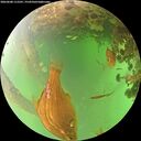 ./images/calvert/underwater/20260608/underwater20260608_112501M.jpg