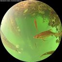 ./images/calvert/underwater/20260608/underwater20260608_114001M.jpg