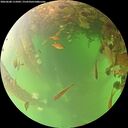 ./images/calvert/underwater/20260608/underwater20260608_115002M.jpg