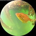 ./images/calvert/underwater/20260608/underwater20260608_142501M.jpg