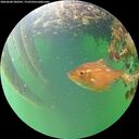 ./images/calvert/underwater/20260608/underwater20260608_200501M.jpg