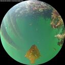 ./images/calvert/underwater/20260608/underwater20260608_203001M.jpg