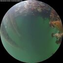 ./images/calvert/underwater/20260608/underwater20260608_214501M.jpg