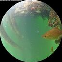 ./images/calvert/underwater/20260609/underwater20260609_063501M.jpg