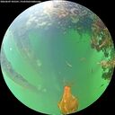 ./images/calvert/underwater/20260609/underwater20260609_105501M.jpg