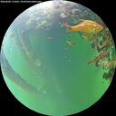 ./images/calvert/underwater/20260609/underwater20260609_111001M.jpg
